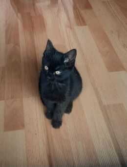 Katzenbaby sucht ein neues zu Hause - Hamburg