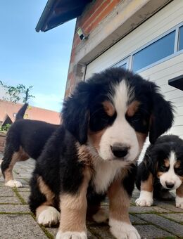Berner Senn Welpen - Geismar