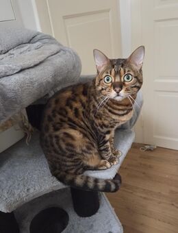 Bengalkater Coco sucht liebevolles zu Hause - Dresden