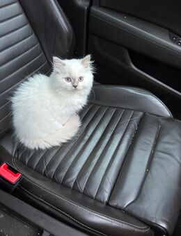 Britisch Langhaar Katze – Weiblich, verschmust & gesund - Hamburg Hamburg-Nord