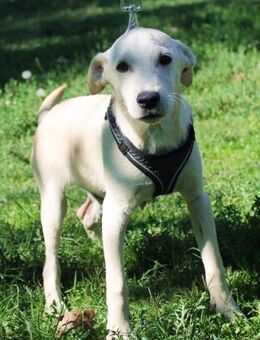 Viktor ein charmanter junger Hund - Berlin
