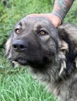 ASTA wurde immer ich gelassen - Gefrees