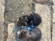Katzenbabys in liebevolle Hände abzugeben! - Jessen (Elster)