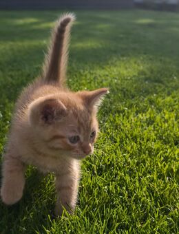 Baby katzen - Altensteig Zentrum
