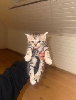 Verspielte Kitten abzugeben 🐾 - Köln