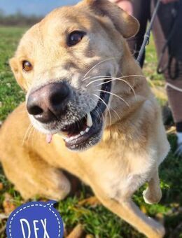 Dex ein absoluter Engel - Mannheim