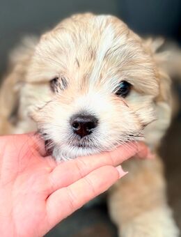 Bollipoo/Maltipoo rüde - Diemelsee