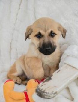 ELVIS - so jetzt bin ich bereit für euch - Overath