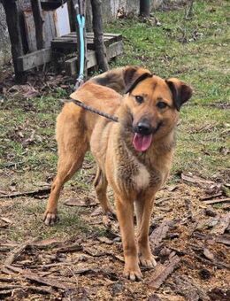 Liebe KAYA = Traum von einem Hund ♥️ - München
