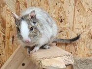 Degu Mädchen sucht ein neues Zuhause - Saarbrücken