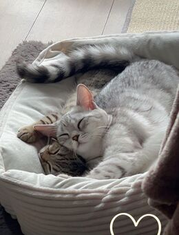 Bengal-Mix Katzen – Nala & Simba – nur zusammen abzugeben - Ulm