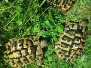 Griechische Landschildkröten (Testudo hermanni boettgeri) (Ostrasse) - Aichhalden