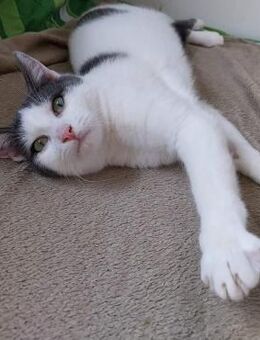 süßer junger Kater Moe - Rambin