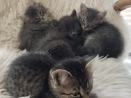 Noch 3 Babykatzen Kitten Mix - Ludwigshafen (Rhein)