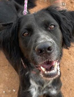 Lillith❤ist eine fröhliche Hündin - Hamburg