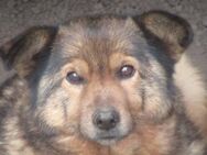 Timbo ist unser Pummelchen 🐾 - Elsdorf (Nordrhein-Westfalen)