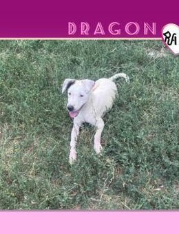 💗 DRAGON 💗 - MÖCHTE DIE WELT ENTDECKEN - Alfeld (Leine)