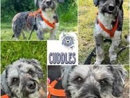 CUDDLES * Tolles Terrier-Kerlchen - Duisburg