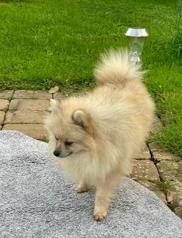 Zwergspitz sucht ein neues Zuhause - Rehlingen-Siersburg