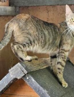 Florentine - Hübsch und aufgeweckt - Aichwald