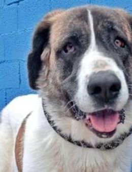 SALSA - ausgeglichen und freundlich! - Sulzbach-Laufen