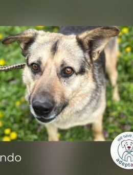 Nando: Spielgefährte gesucht! - Kirchzell