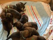 Welpen Deutscherschäferhund - Malinois - Gemünden (Landkreis Rhein-Hunsrück-Kreis)