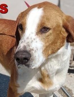 aktiver GUS sucht seine Familie - Margetshöchheim