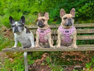 Hundegeschirr - Hagen (Stadt der FernUniversität)