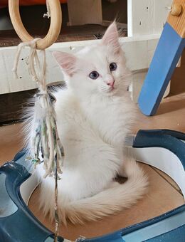 Ragdoll Kitten Red bicolor - Erfurt