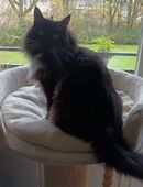 Main Coon Kätzin, zwei Jahre alt, kastriert in 46562