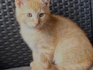 4 Kitten zu verkaufen - Osnabrück