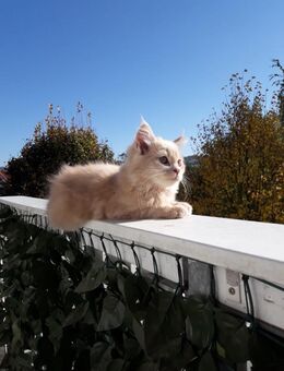 **Traumhaftes MC Kitten im absoluten Wildlook - Frankfurt (Main)