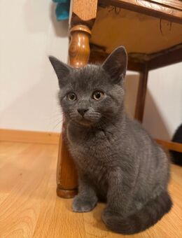BKH-Mix Kitten - Blomberg Zentrum