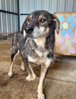 Capper - Hundesenior sucht Ruheplatz - Schlitz