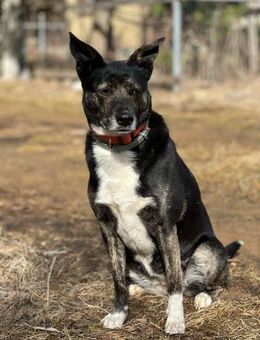 Lulu ein tolles Hundemädchen - Augsburg