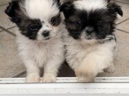 Chihuahua-Shih-Tzu-Mix-Welpen - Duisburg