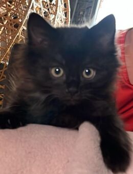 Maine Coon mix kitten - Wächtersbach