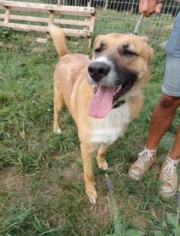 Labrador-Schäferhund-Mix - Remagen