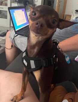 Hunde Dame Russkiy Toy - Werdau