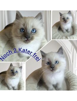 2 Heilige Birma Kater 10 Wochen jung geimpft und entwurmt - Wittenberg (Lutherstadt)