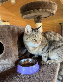 sanfte Seniorin Lalli sucht DICH! - Walluf