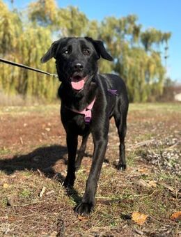 Unser hübsche Nera sucht ihr Happy End - Gerlingen