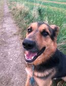 Schäferhundmix in 52525