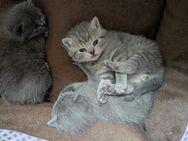 Britische kurze Haare kitten