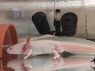 Axolotl Männchen, 2 Stück - Strausberg