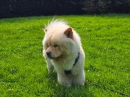 Chow Chow Rüde - Erkelenz