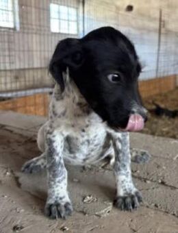 Nuno 30 cm (Nov 25, wächst noch) - Alpenrod