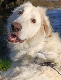 Teddy - ein Herz auf 4Pfoten - Grevenbroich