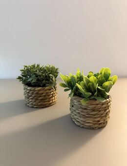 Limitiertes Coastal Greens 2er-Set Deko-Pflanzen im Korbtöpfchen – stylisch & pflegeleicht im Sommer - Hamburg Hamburg-Nord